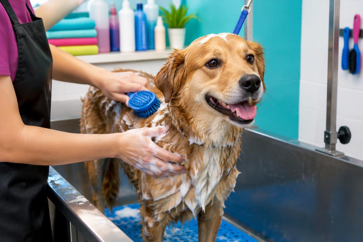 Pet shop — imagem complementar representativa